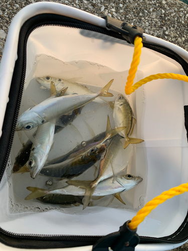 アジの釣果