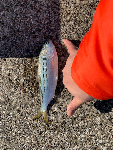 コノシロの釣果