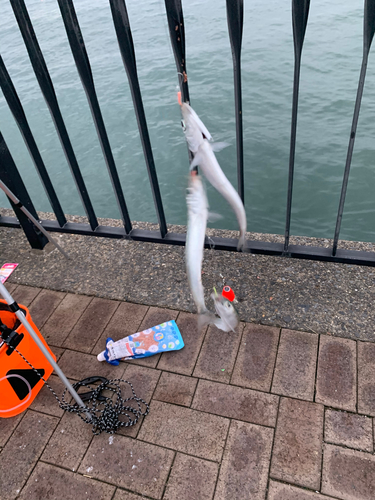 マイワシの釣果