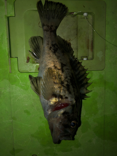 タケノコメバルの釣果