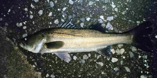 フッコ（マルスズキ）の釣果