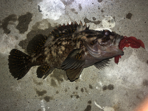 オウゴンムラソイの釣果