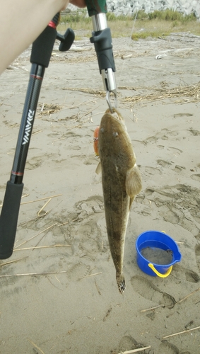 マゴチの釣果