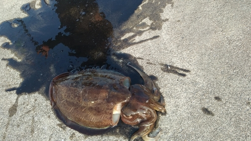 モンゴウイカの釣果