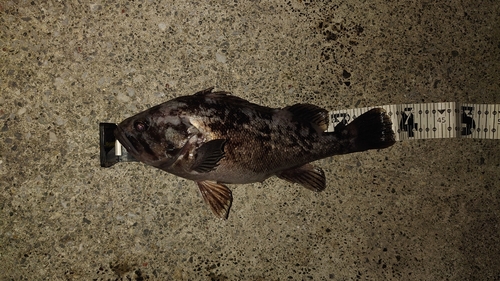 クロソイの釣果