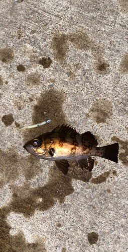 メバルの釣果