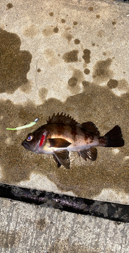 メバルの釣果