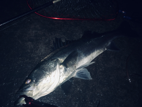 スズキの釣果