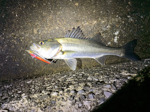 セイゴ（タイリクスズキ）の釣果