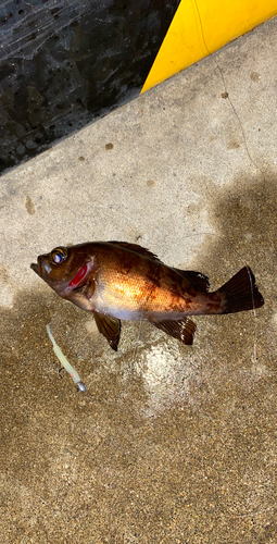 メバルの釣果