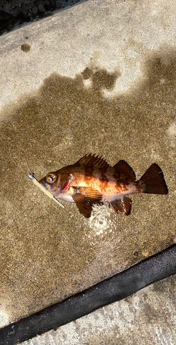 メバルの釣果