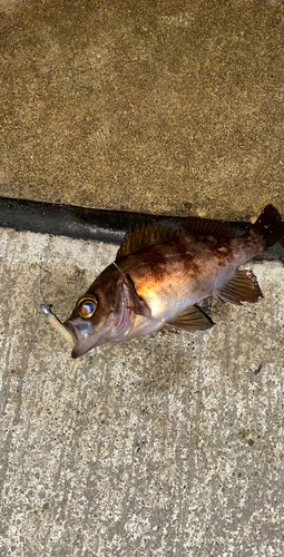 メバルの釣果