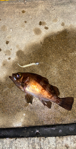 メバルの釣果