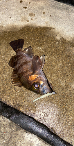 メバルの釣果