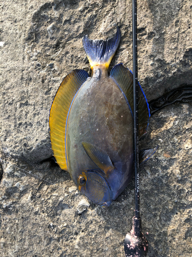 ニセカンランハギの釣果
