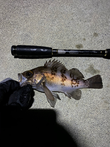 メバルの釣果