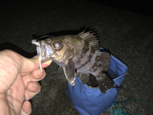 シロメバルの釣果