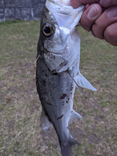 セイゴ（マルスズキ）の釣果