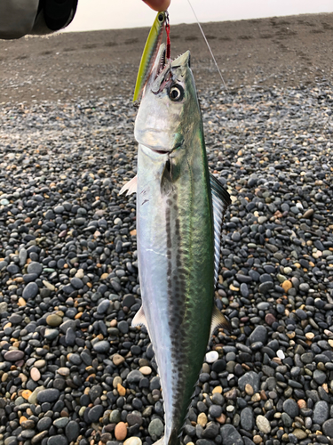 サゴシの釣果