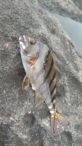 タカノハダイの釣果