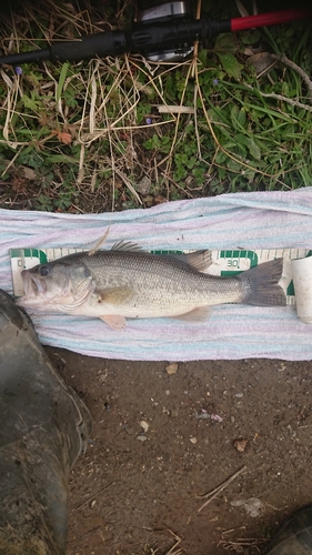 ブラックバスの釣果