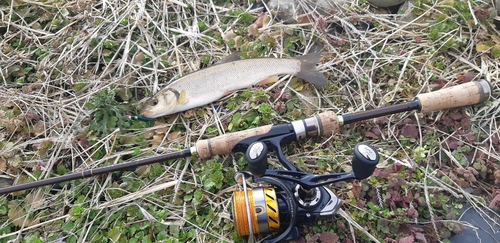 ウグイの釣果