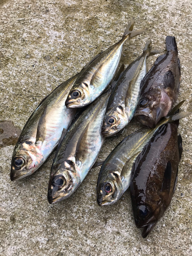 アジの釣果