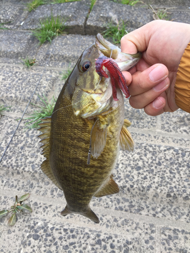 スモールマウスバスの釣果