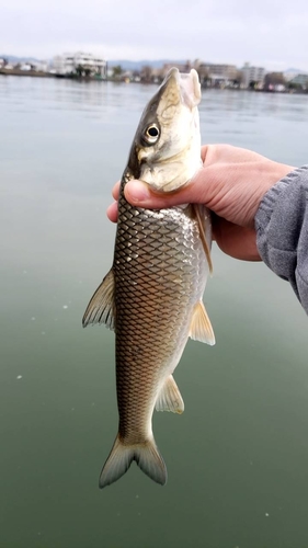 ニゴイの釣果