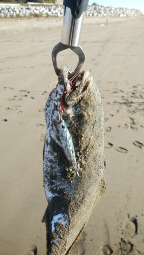 イナダの釣果