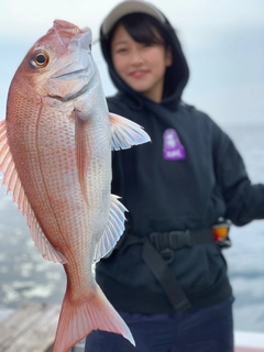 マダイの釣果