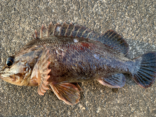 ムラソイの釣果