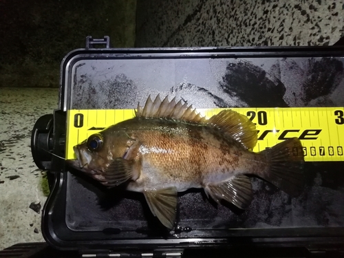 シロメバルの釣果