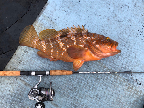 アコウの釣果