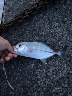 メッキの釣果