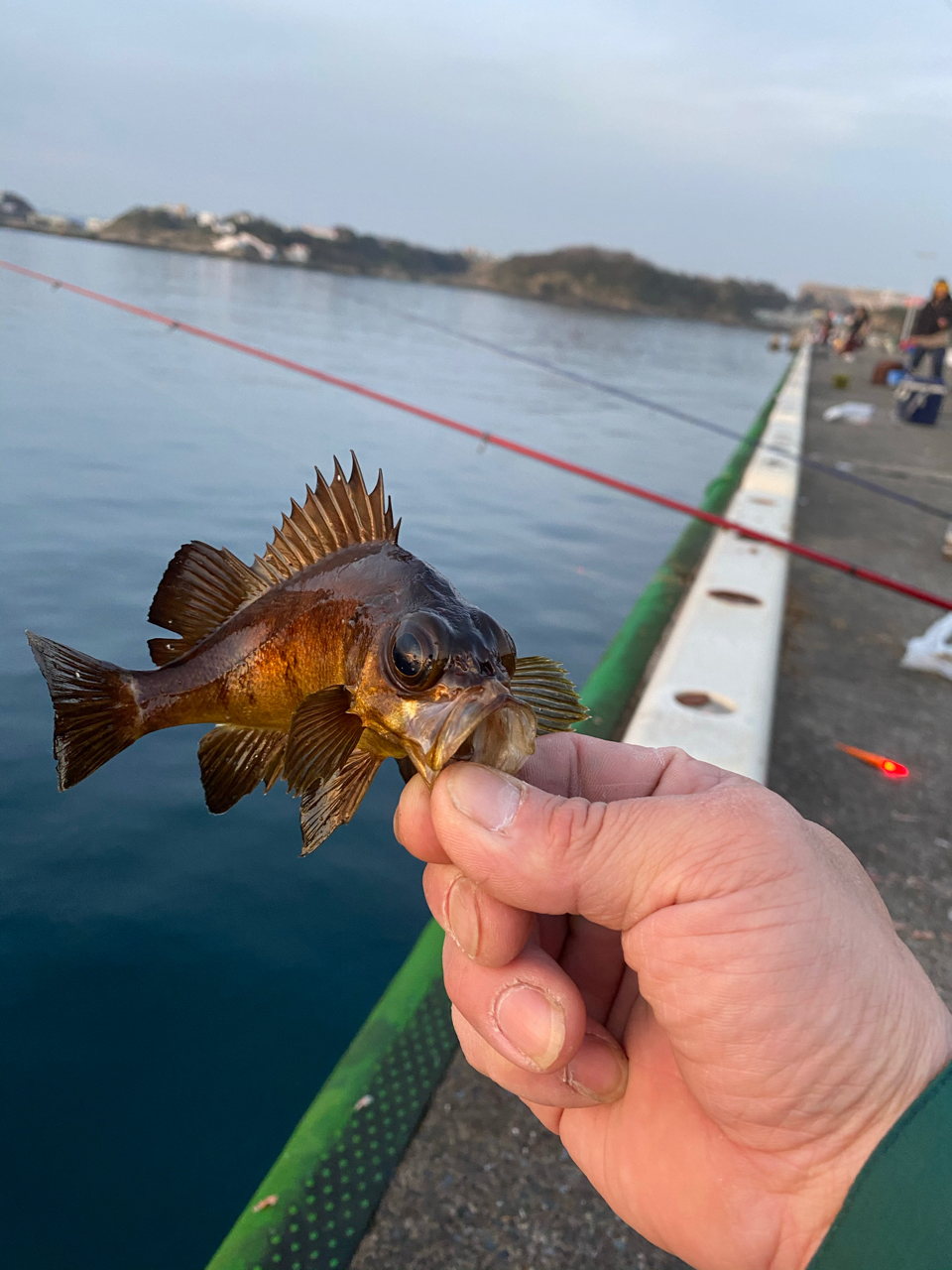 アカササノハベラ