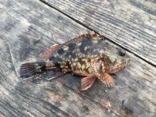 カサゴの釣果