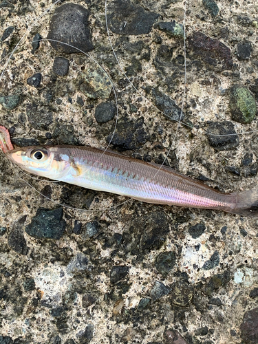 シロギスの釣果