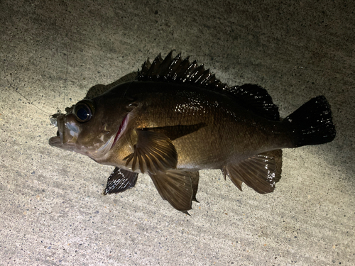 メバルの釣果