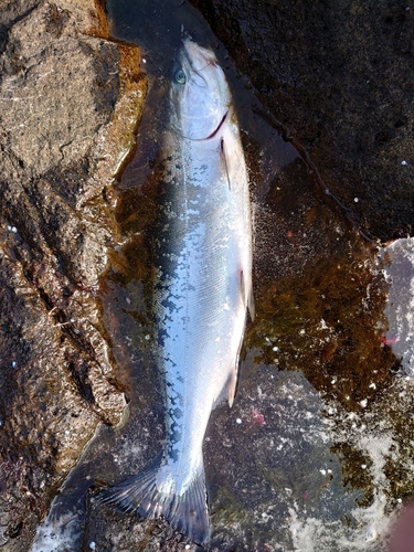 サクラマスの釣果