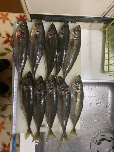 アジの釣果