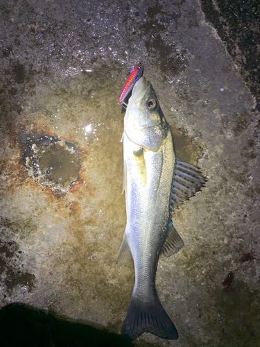 セイゴ（タイリクスズキ）の釣果