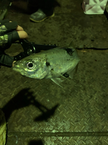 マアジの釣果