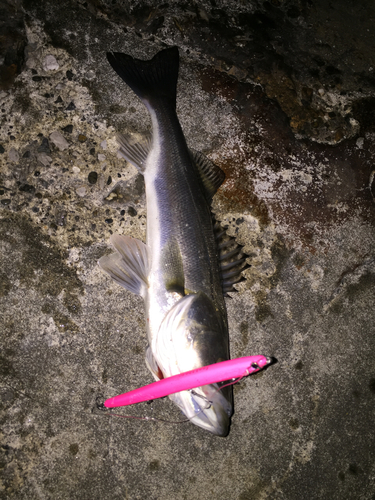 シーバスの釣果