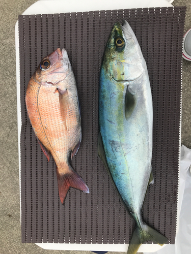 マダイの釣果