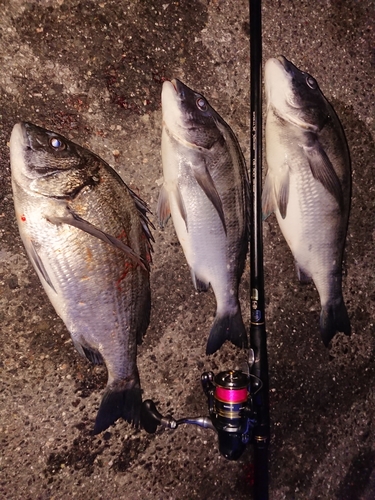 クロダイの釣果