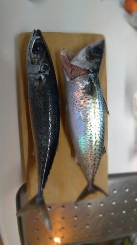 ゴマサバの釣果