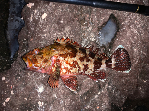 カサゴの釣果