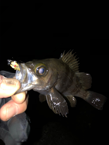 シロメバルの釣果