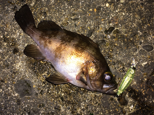 メバルの釣果